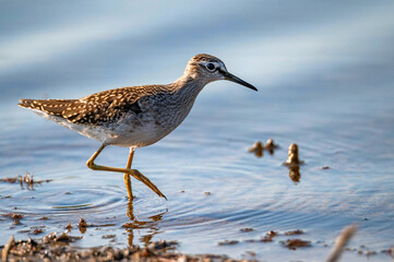 Wood sandpiper or Tringa glareola walks on lake