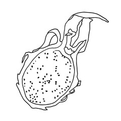 Dragon fruit, half of a tropical fruit. Simple vector outline illustration for logo, coloring and other design.