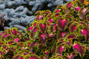 Close-up image of beautiful wall flowers with amazing color with blue Christmas tree in the background.