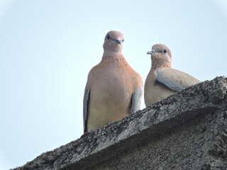 pigeon on the roof