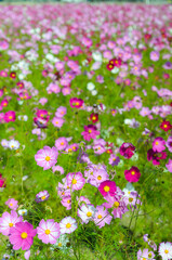 咲き誇るピンクのコスモス