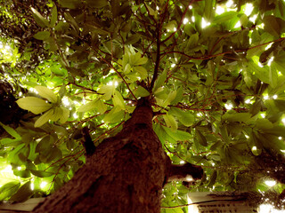 Tree in the park