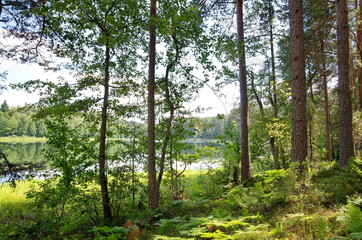 Nature of Seliger. Coniferous forest on the shore of lake Dokhlets in Tver region, Russia