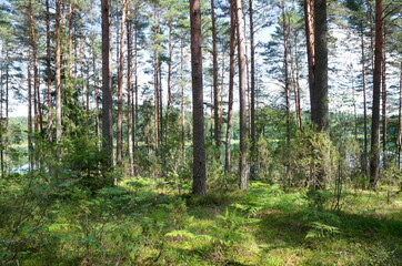 Nature of Seliger. The forest on the shore of lake Dokhlets in Tver region, Russia