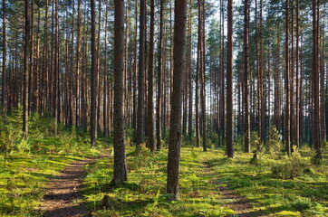 Nature of Seliger. Pine forest on a summer day