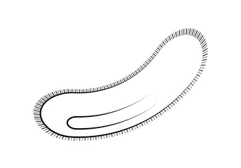 Bacteria hecha de trazo negro en fondo blanco.