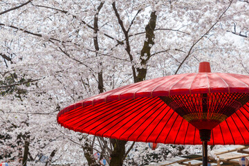 桜と赤い番傘