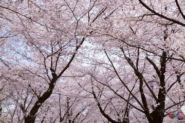 平野神社の桜