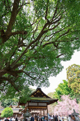 Fototapeta premium 平野神社の神木と舞殿