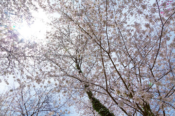 平野神社の桜