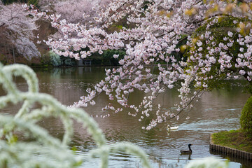 龍安寺　鏡容池の桜と雪柳