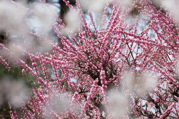 梅の花と桜