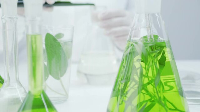 Laboratory technician mixes the green reagent with liquid in flasks. Research of medicinal properties of plants. Natural cosmetics production. Obtaining natural extract. Flasks with plants and algae.