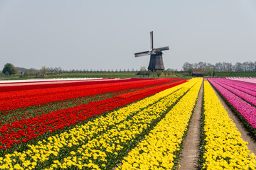 Field of red en yellow tulips with windmill in the background