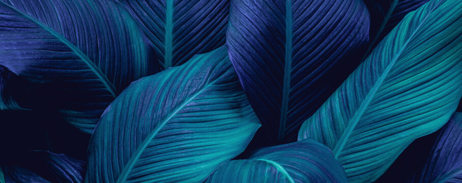 closeup tropical green leaf background. Flat lay, fresh wallpaper banner concept