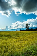 rice field to collect overgrown by black clouds of storm in late summer