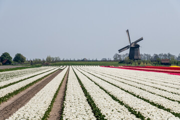 Field of white tulips with windmill in the background