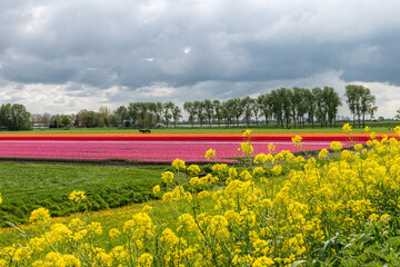 Spring in holland with yellow flowers and pink tulips an Frisian horses in the background

