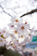 哲学の道の桜