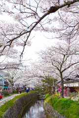 春の哲学の道