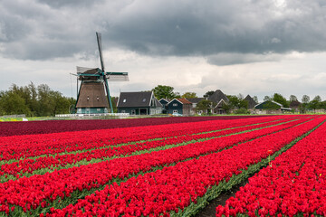 field of red tulips with windmill in the spring in Holland
