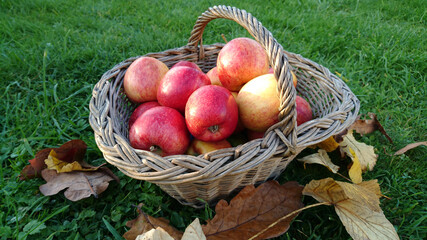 panier de pommes sur de l'herbe