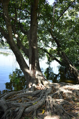 Obraz premium A large tree with a lot of roots