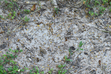mall grass leaves For background