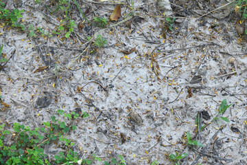 mall grass leaves For background