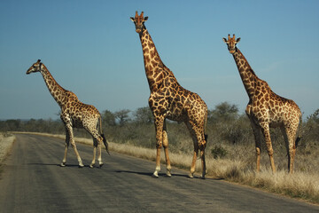The southern giraffe (Giraffa giraffa) big three when crossing roads, in National Park with blue sky. Three large giraffes on an asphalt road.
