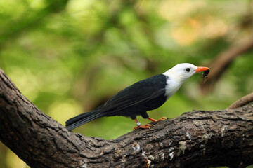The black bulbul (Hypsipetes leucocephalus), also known as the Himalayan black bulbul or Asian black bulbul,white-headed morph of the nominate race with an insect in its beak