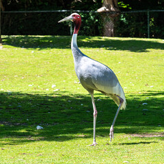 Sarus crane, Grus antigone also known as Indian sarus crane