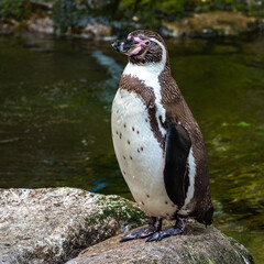 Naklejka premium Humboldt Penguin, Spheniscus humboldti in a park