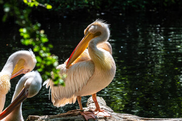Great White Pelican, Pelecanus onocrotalus in a park