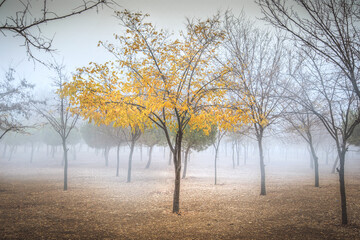 Foggy landscape with bare trees