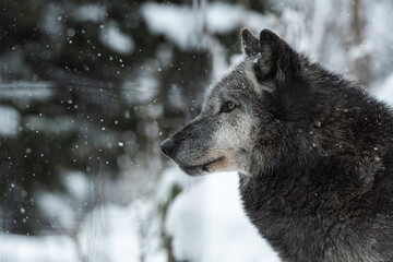 冬の動物園のオオカミ  北海道旭川市