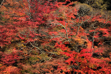 紅葉