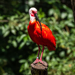 Scarlet ibis, Eudocimus ruber. Wildlife animal in the zoo