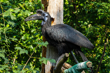 Fototapeta premium Abyssinian northern Ground Hornbill, Bucorvus abyssinicus strange bird