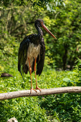 Black stork, Ciconia nigra in a german nature park