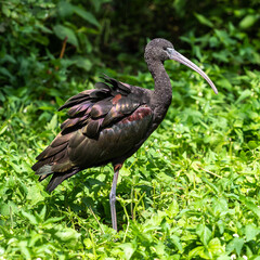 Glossy ibis, Plegadis falcinellus in a german zoo