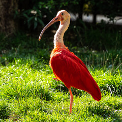 Scarlet ibis, Eudocimus ruber. Wildlife animal in the zoo