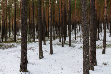snowfall in the forest, Park, taiga with coniferous trees in winter