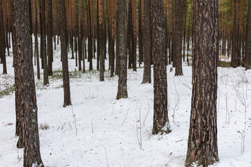 Fototapeta premium snowfall in the forest, Park, taiga with coniferous trees in winter
