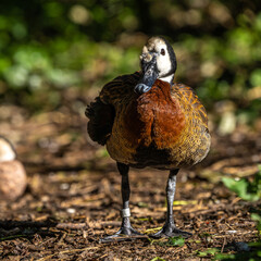 White-faced whistling duck, Dendrocygna viduata. Birds watching