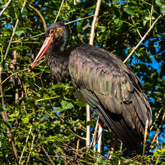 Naklejka premium Black stork, Ciconia nigra in a german nature park