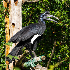 Fototapeta premium Abyssinian northern Ground Hornbill, Bucorvus abyssinicus strange bird