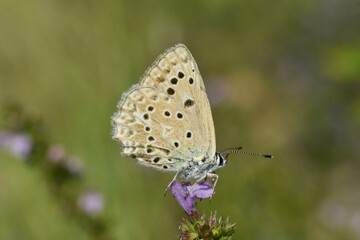 Polyommatus daphnis, the Meleager's blue,  is a butterfly of the Lycaenidae family. Small blue butterfly in wild nature