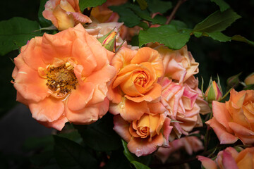 Orange Roses at various stages of opening, bunched together, closeup detail. Beautiful spring floral background.