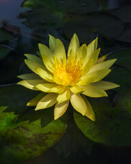 Closeup view of bright yellow pinwaree water lily nymphaea flower isolated outdoors on dark natural background